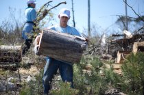Волонтеры «Киевстар» высадили 10 300 новых деревьев