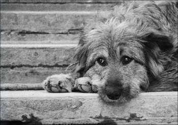 Фонд Рината Ахметова «Развитие Украины» открыл приют для бездомных собак в Донецке