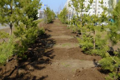 В Казахстане прошла республиканская экологическая акция «Национальный день посадки леса»