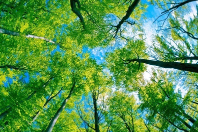 За месяц в Кузбассе высадили 2,5 миллиона деревьев