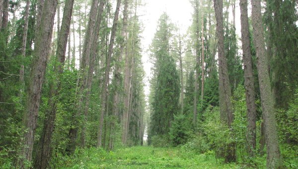 International Paper открыла выставочную экспозицию «Потенциал лесов России» в Московской школе управления СКОЛКОВО