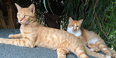 Территорию турецкого отеля Sheraton Adana теперь охраняют кошки